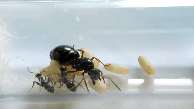 Formica Lemani