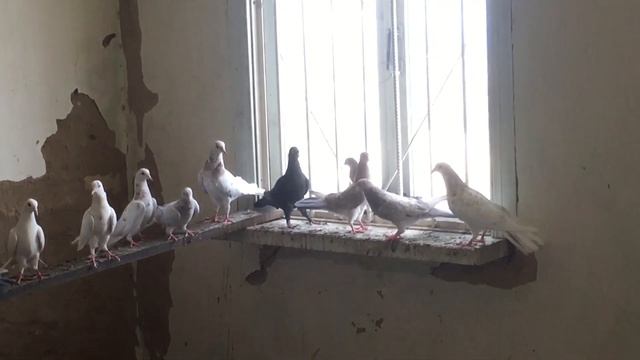 Голуби мирзоев машалы 89285591795 смотреть онлайн