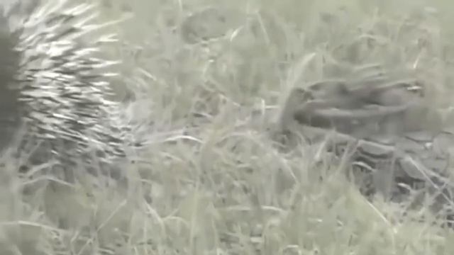 Porcupine In Business! Dikobraz Against Python смотреть онлайн