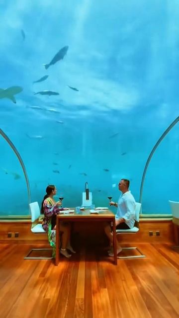 Lunch with sharks 🦈 at amazing Undersea Restaurant 🇲🇻#sea #vlogger #underwater #shorts #sharks смотреть онлайн