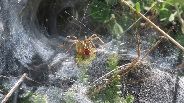 Agelena pauk, Agelena labyrinthica , Labyrinth Spider -- Insect of Croatia смотреть онлайн