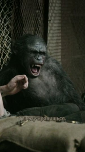 Обезьяна обхитрила мужиков #Shorts #Фильм