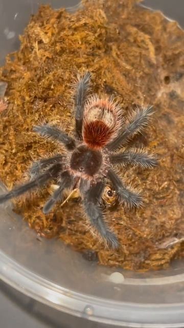 Grammostola iheringi смотреть онлайн