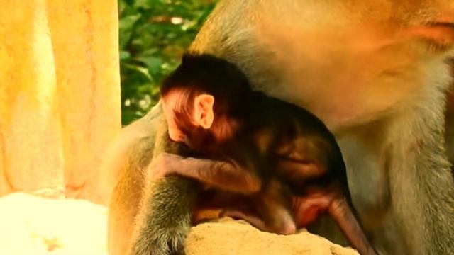 Wow, Very so curious tiny chunky baby Tyson got bad temper angry grabbing face mom Tara fiercely. смотреть онлайн