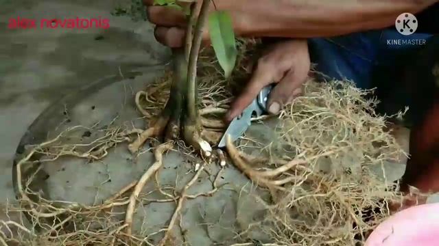 Pemilihan akar pada anting putri setelah pecah batang dan pecah akar смотреть онлайн