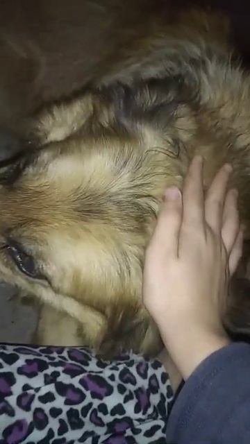 собака засыпает у меня на руках❤️ смотреть онлайн