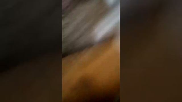 Лайк за кошек смотреть онлайн