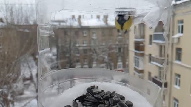 Завтрак синички смотреть онлайн