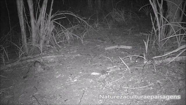 Punarés, preás, cuícas e cancão. Câmera trap HT - 001 смотреть онлайн