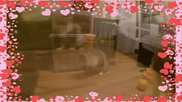 Нежные поцелуи от котеек мини приюта Котя! Happy Valentine's day смотреть онлайн