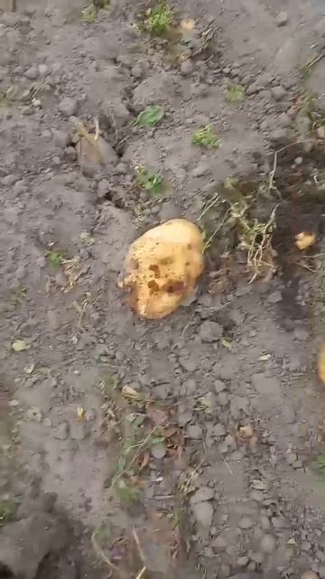 Урадилась картошка!