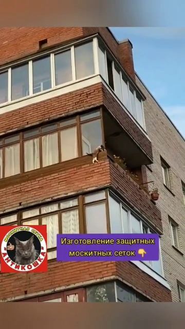 Изготовление защитных москитных сеток #антикошка #кошки #коты #котята #окна #краснодар #антикоготь смотреть онлайн