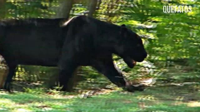 QUANDO A ONÇA NEGRA ENCONTRA A COBRA. смотреть онлайн