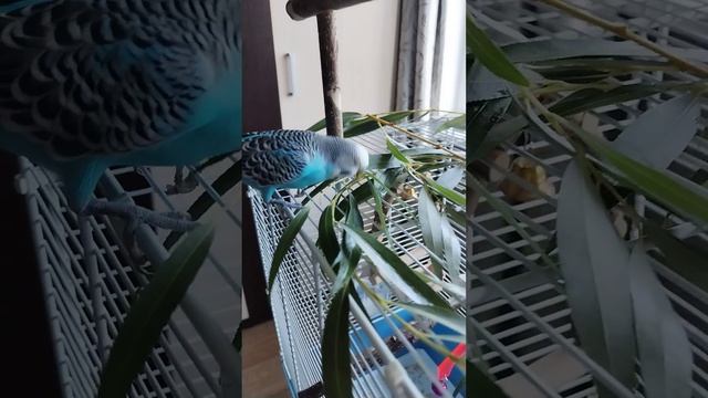 Попугаи Кеша и Алиса кушают ветки ивы смотреть онлайн