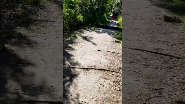 Big alligator crossing path at circle b bar and reserve in Lakeland florida. смотреть онлайн