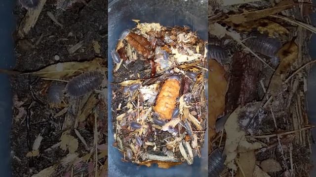 Giant canyon isopods смотреть онлайн