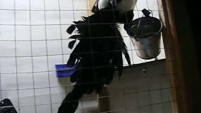 Сорочий берсерк смотреть онлайн