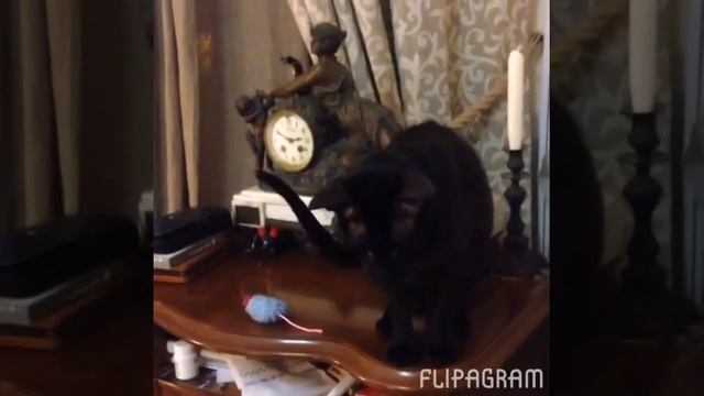 Приколы котики- ориентал - декабря 29, 2015 смотреть онлайн