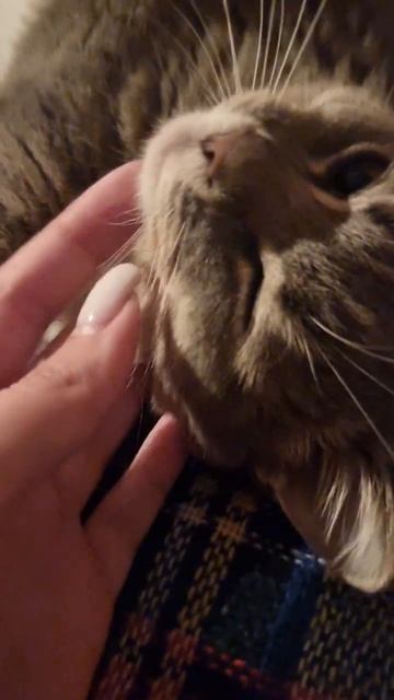 #cat #cats #рекомендации #подпишись #youtube #youtubeshorts #shorts #брянск #видео #топ #животные смотреть онлайн