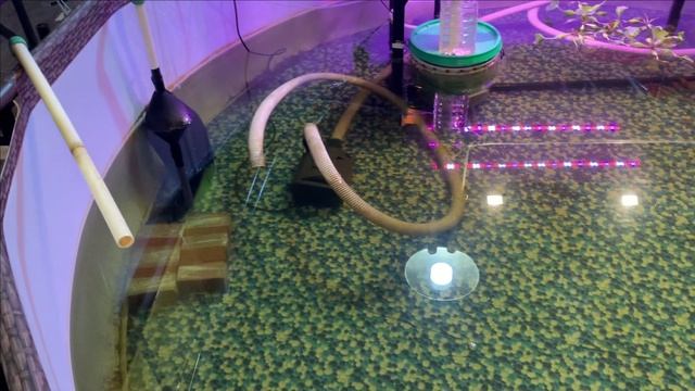 Пруд в гараже.Убрали биозагрузку.Поставили кормушку смотреть онлайн