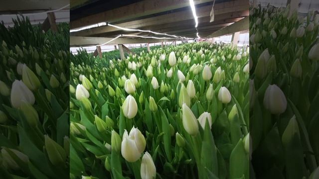 тюльпаны смотреть онлайн