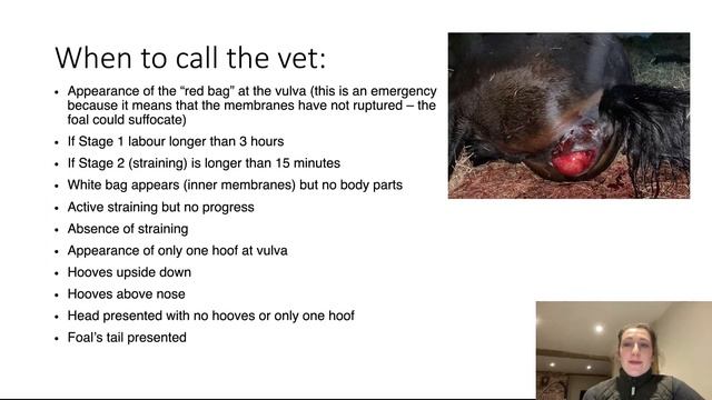 Preparing for foaling смотреть онлайн