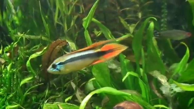 YouTube - Pielęgniczka Agassiza - Apistogramma agassizii смотреть онлайн