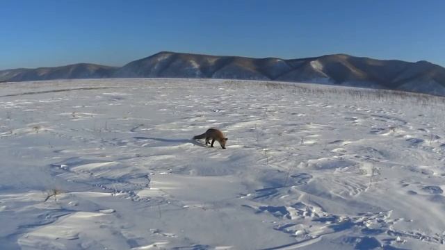 лиса на амуре смотреть онлайн