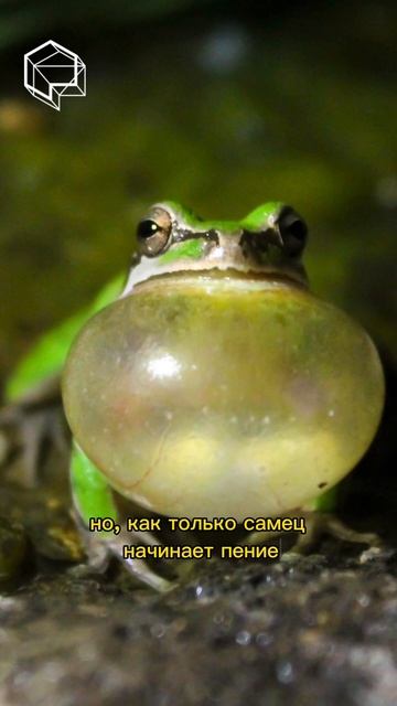 Резонтор, усиливающий громкость голоса - главный инструмент лягушек. смотреть онлайн