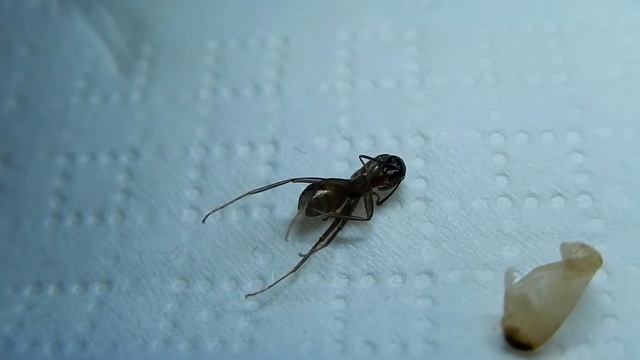 Hibernace 2021 #10 a #11 | Camponotus foreli a cruentatus смотреть онлайн