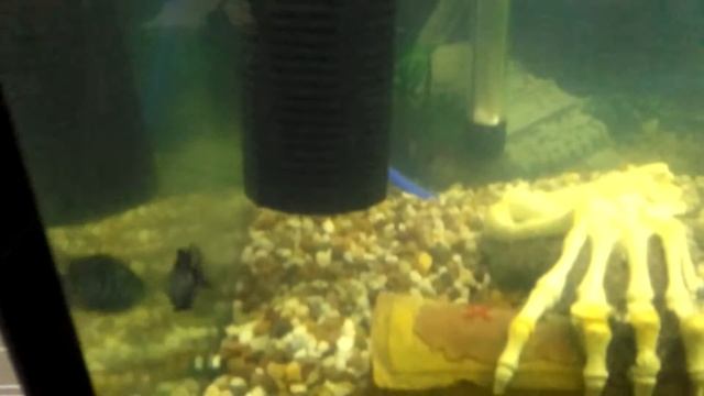 Piranha with tank mates, convict cichlids and tiger barbs смотреть онлайн