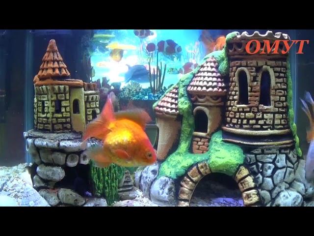 350. ЗАКОННОЕ ОСНОВАНИЕ ОТ ПРИВИВКИ... смотреть онлайн