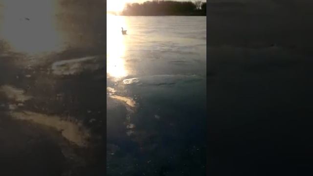 Знакомство с гусем ( часть 2 ) смотреть онлайн
