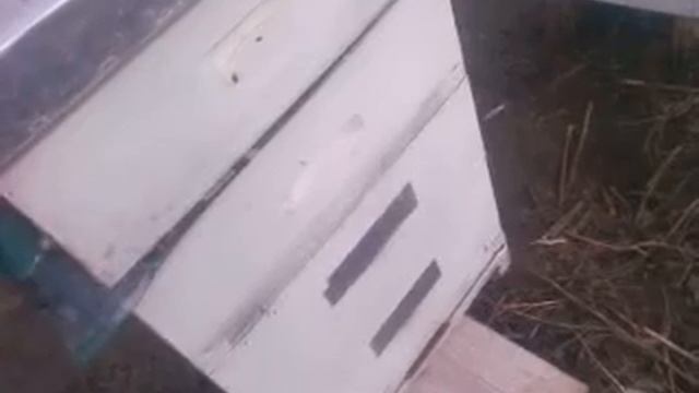 Кое что о агрессии и не только. Две семьи В21МАА бакфаст смотреть онлайн