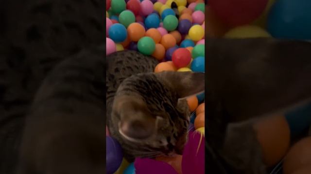 F2 Savannah Cat Playing With His Toy In His Ball Pit #cute #cat #shorts смотреть онлайн