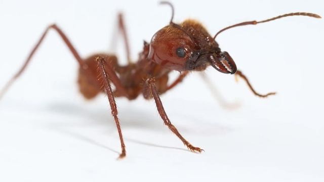 Atta mexicana смотреть онлайн