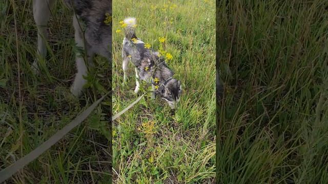 Уфа. хаски Макс,умнейший пёс смотреть онлайн