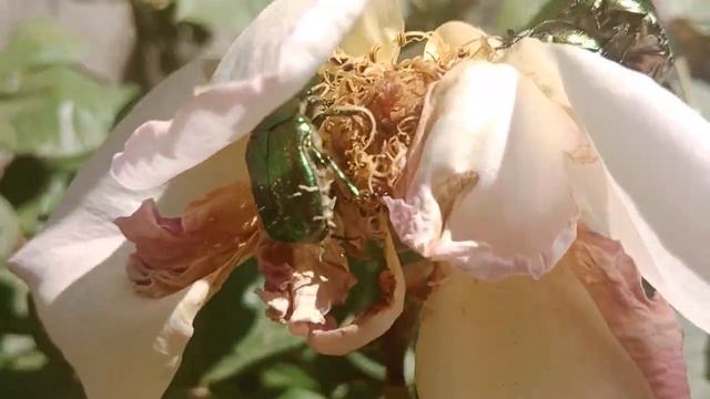 #майские жуки#нашествие смотреть онлайн