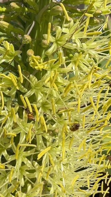 Collecting pollen. #bees #pollination смотреть онлайн