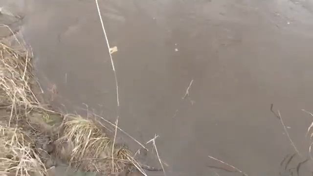 Бобры делают плотину смотреть онлайн
