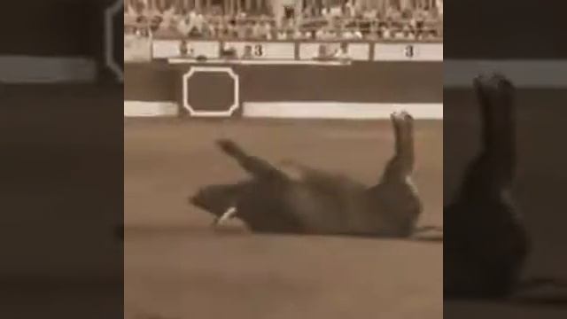 Bull vs Man ! :)) смотреть онлайн