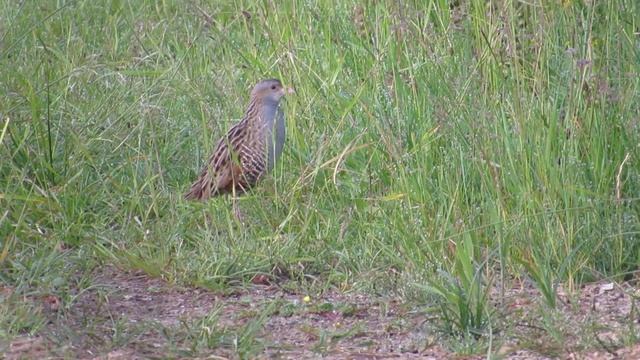Corncrake (Crex crex) ruisrääkkä смотреть онлайн
