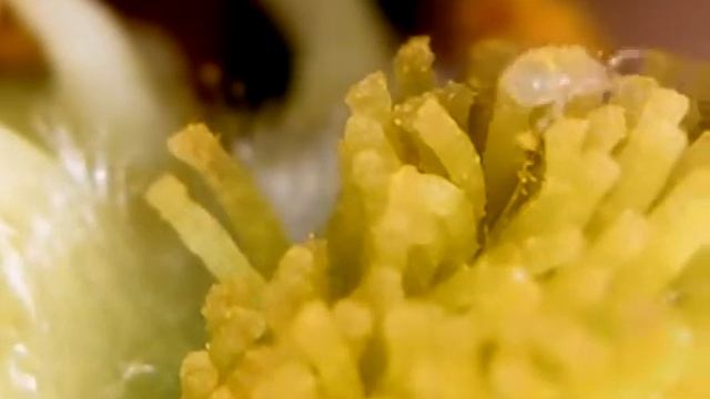 Neoseiulus californicus se alimentando de pólen. смотреть онлайн