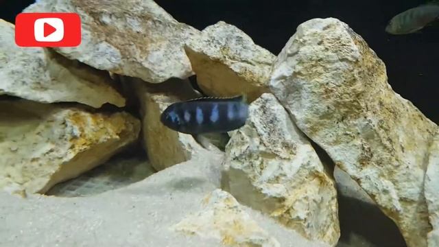 Pseudotropheus elongatus chewere haciendo su cueva. смотреть онлайн