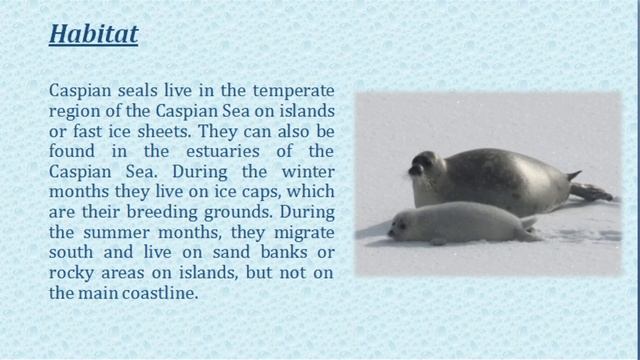 Caspian Seal смотреть онлайн