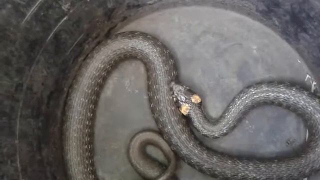 Толстый злобный уж в ведре смотреть онлайн