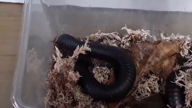 阿北爬蟲開箱 非洲巨型馬陸 小毒物 смотреть онлайн