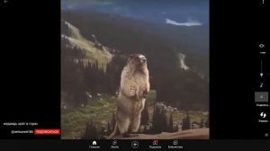 Медведь орёт на горе