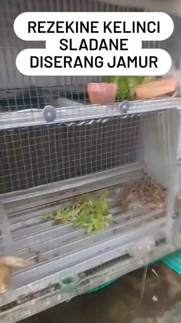 Slada Hidroponik buat pakan kelinci смотреть онлайн