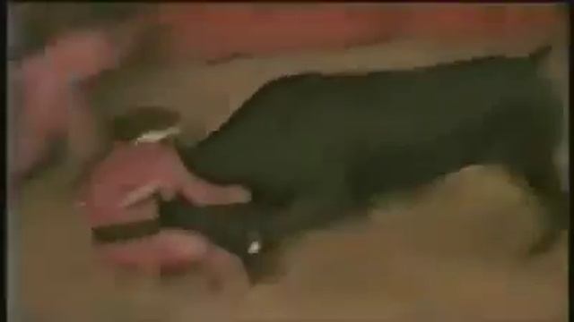 Жаль быков 😢😢 смотреть онлайн